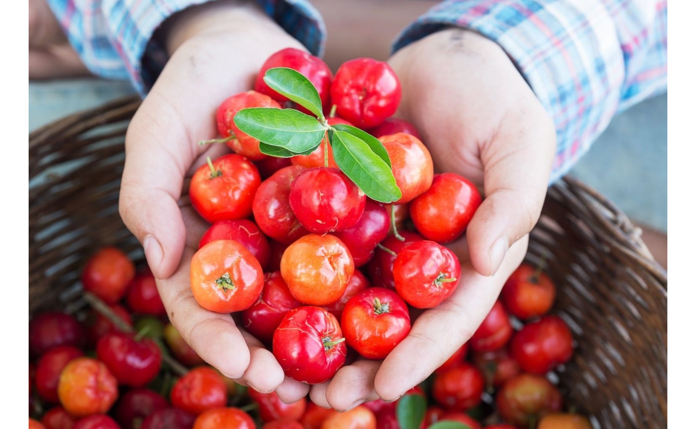 Acerola – naturalna witamina C dla aktywnych. Właściwości, działanie i zastosowanie